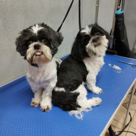 Piesek po pielęgnacji